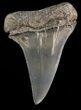 Large Fossil Mako Shark Tooth - Georgia #39888-1